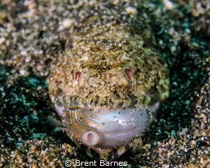 A lizardfish feeding in the Lembeh Strait of Sulawesi, In... by Brent Barnes 
